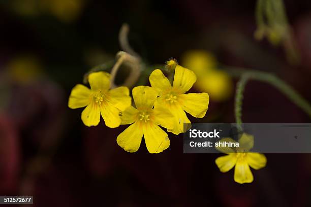 Oxalis Hedysaroides Rubra Oxialidaceae Brazil Stock Photo - Download Image Now - Backgrounds, Biology, Botany