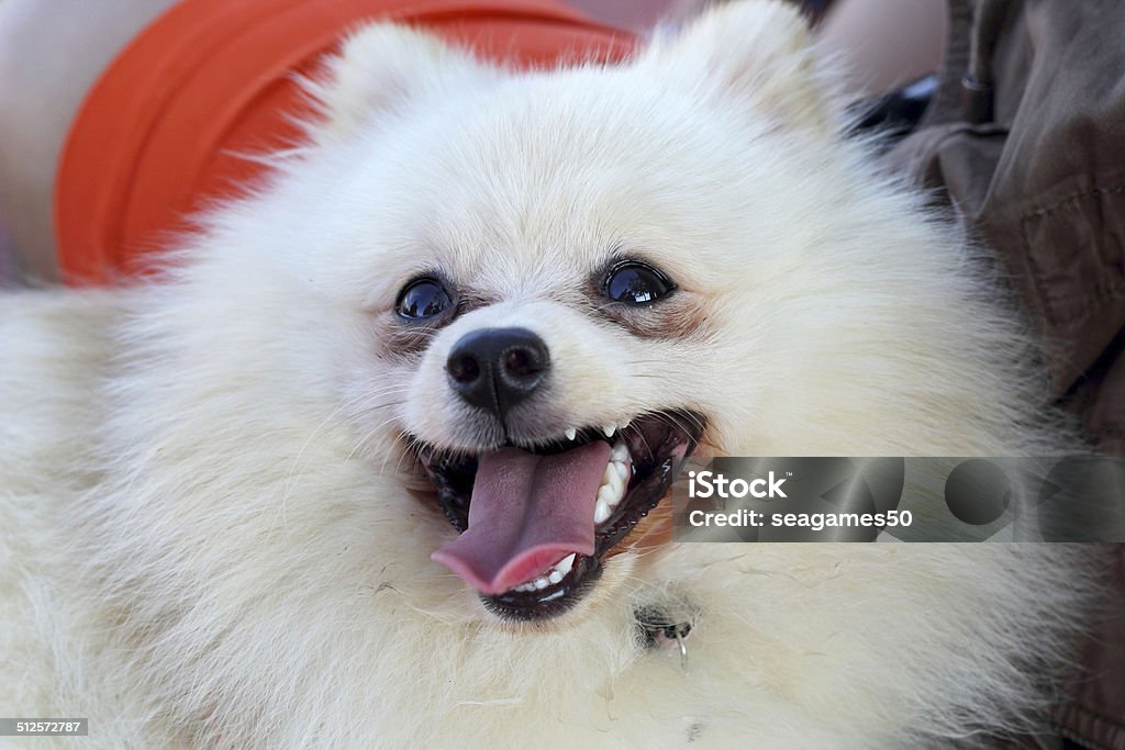Portrait of a pomeranian dog Animal Stock Photo