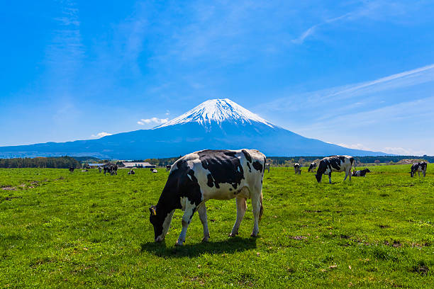 istock Cattle grazing in Asagirikogen to Mount Fuji views 512573207