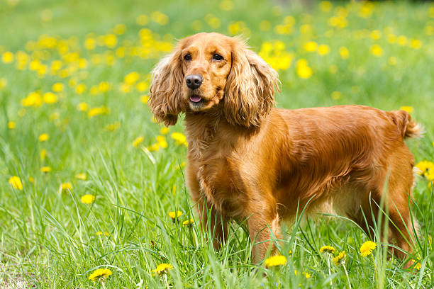 Beautiful cocker spaniel Beautiful cocker spaniel on the green grass cocker spaniel stock pictures, royalty-free photos & images