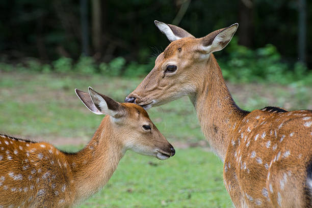 Juvenile Spotted Deer with Mother.