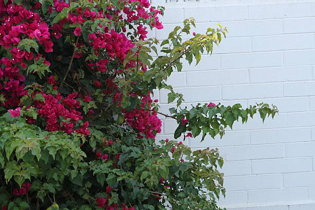 istock Fuchsia bougainvillea no white wall 512574023