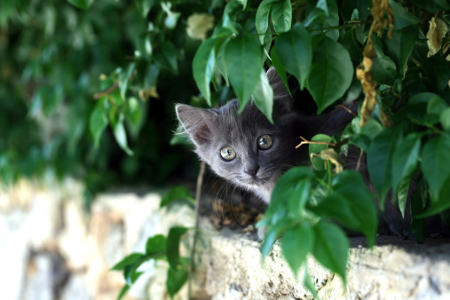 Portrait of a grey cat hiding under some leafs.