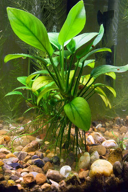 istock anubias in aquarium 512574786