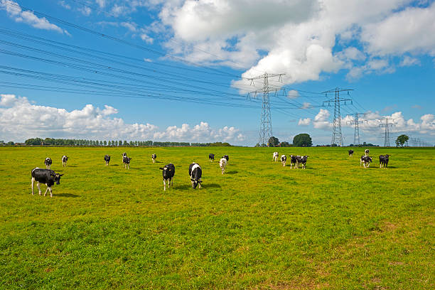 Cows in a meadow in summer stock photo