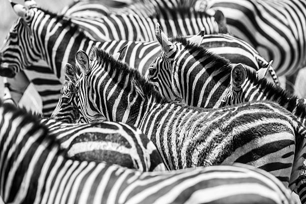 istock Close up of a flock with black and white zebras 512575116