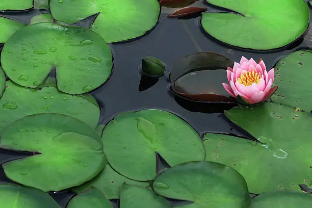 beautiful lotus flower in the pond