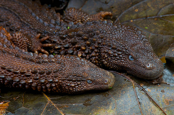 Earless monitor lizard / Lanthanotus borneensis