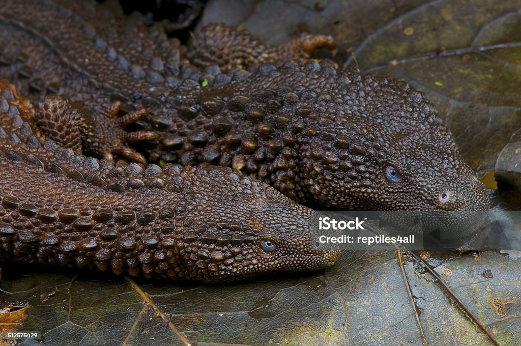 Earless monitor lizard / Lanthanotus borneensis The Earless monitor lizard is one of the most enigmatic and rarest of all lizards. These reptiles are endemic to the island of Borneo. Animal Stock Photo