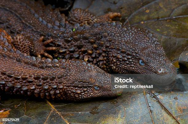 Earless Monitor Lizard Lanthanotus Borneensis Stock Photo - Download Image Now - Animal, Animal Wildlife, Animals Hunting