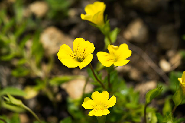 Mecardonia sp .、Plantaginaceae 、年次芝生 ストックフォト