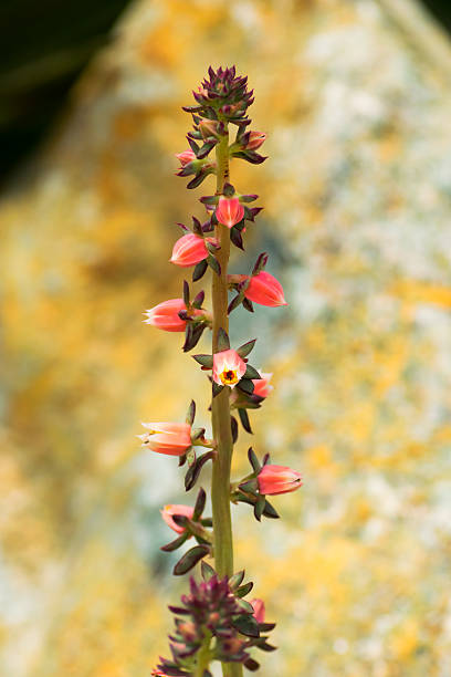 istock Echeveria nodulosa, Crassulaceae 512575885