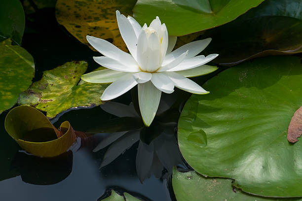istock White water lily flowers 512575891