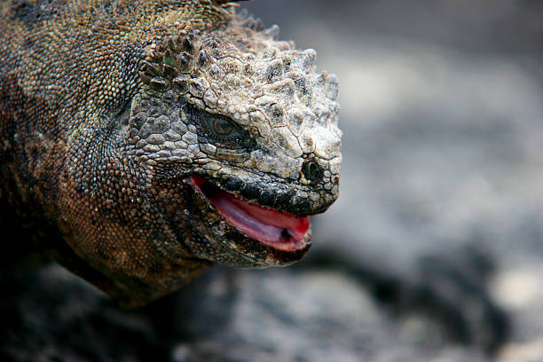 istock Marine Iguana, Galapagos Islands 512578273