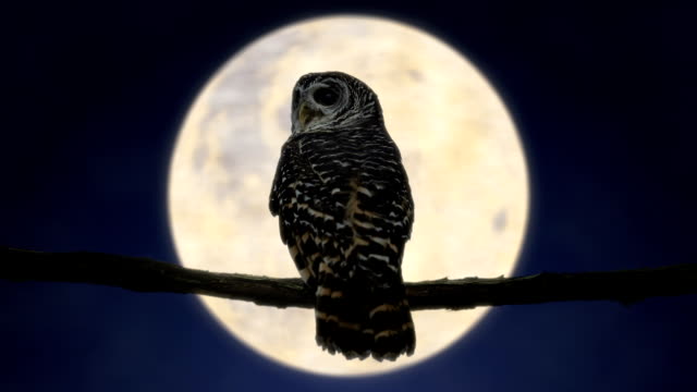 Owl at Night with Full Moon (HD)