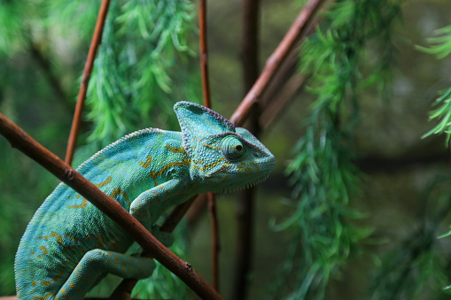 Green Chameleon Sitting on Plant Stalk