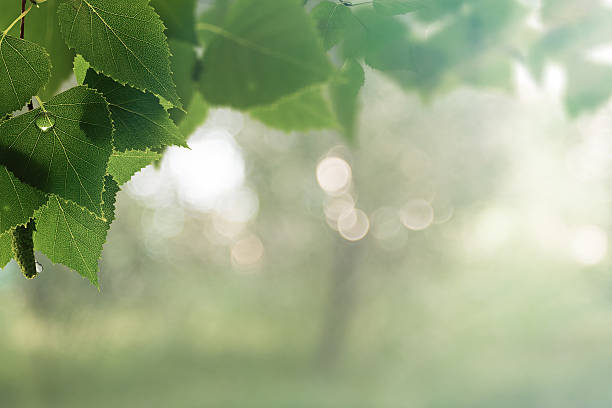 istock Early morning in the forest. 512593340