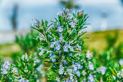 rosemary in flowers blooming with blurred background spring