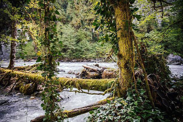 istock Backpack forest and river nature on background outdoor 512594228