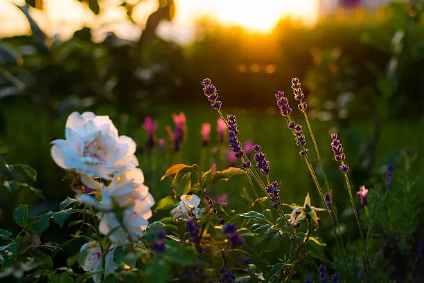 Photo of Lavender and rose flowers, home garden in backlight