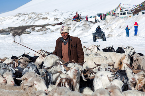 Rohtang La, India - June 9, 2012: Drower with goats walking across Rohtang La Pass in the Indian Himalayas, Jammu and Kashmir, India