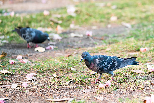 istock Two pigeons searching for food on the garden ground 512596100