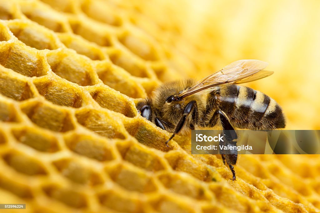 Bee Working bees on honeycomb Bee Stock Photo
