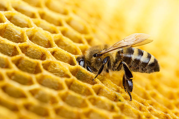 Bee Working bees on honeycomb wax photos stock pictures, royalty-free photos & images