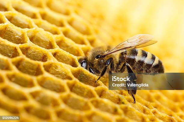 Bee Stock Photo - Download Image Now - Bee, Beehive, Honeycomb - Animal Creation