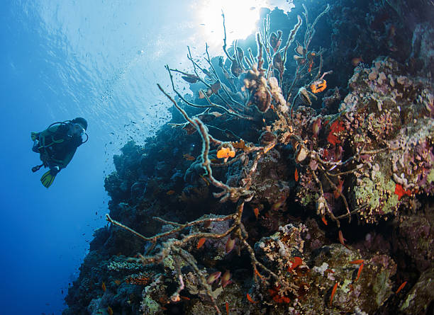 Tuffatore rosso Nuota in mare - foto stock