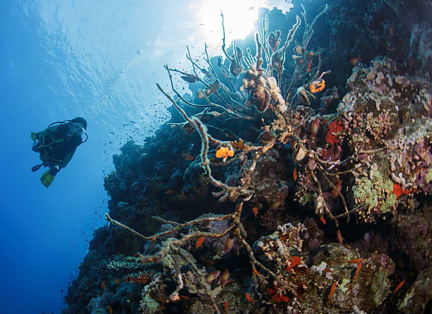 Mergulhador Mergulhos no Mar Vermelho - foto de acervo