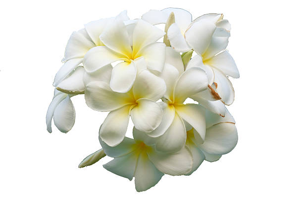 istock plumeria flowers isolated on White background 512598892