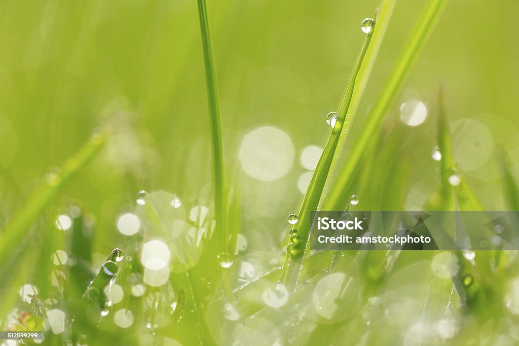 Water drops on grass  background Water drops on grass with bokeh background Beauty In Nature Stock Photo