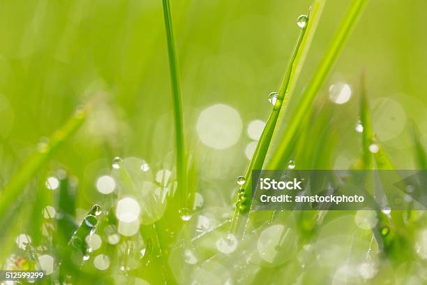 Water Drops On Grass Background Stock Photo - Download Image Now - Beauty In Nature, Bright, Close-up