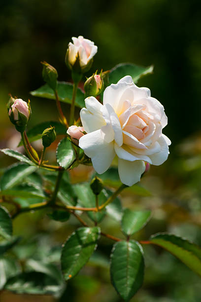 istock Close up of historical white Rose, Prosperity 512599701
