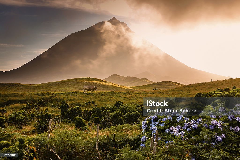 Azorian volcano Pico with  fog passing over Huge bull between hydrangeas, bushes of Erica Azorica and Azorian volcano Pico with patches of fog passing over him in the golden hour evening light Azores Stock Photo