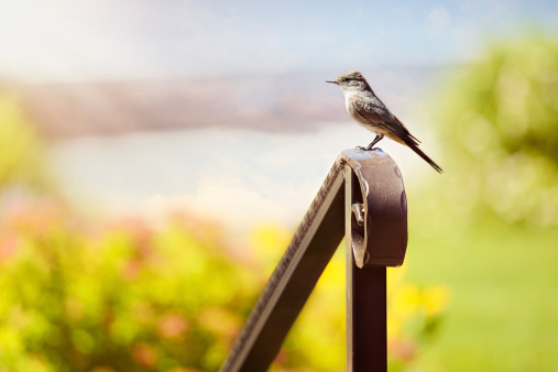 Little bird sitting on an iron hand rail facing the evening's light.  Lovely blurred background with trees, flowers, lake and sky.  Reflection in the lake below of the sky.
