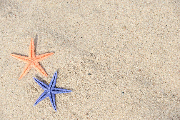 istock Starfishes on wet sand 512601269