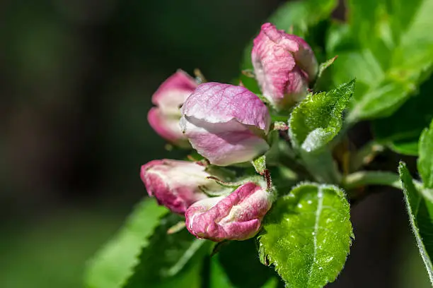 Apple blossom, Malus domestica, closed.