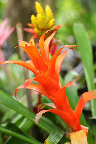 istock Bromeliad flowers in the garden 512601881