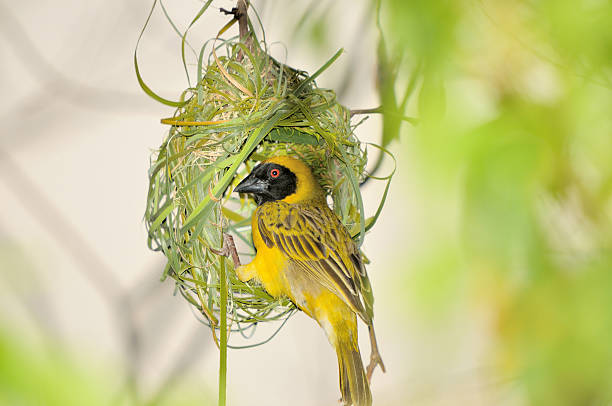 Male Southern Masked Weaver building his nest using strips of palm leaf