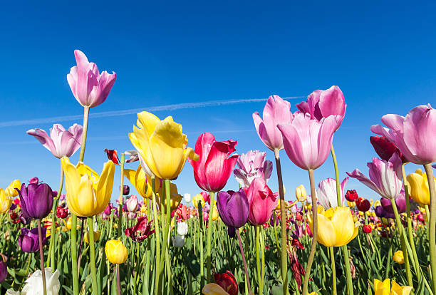 istock colorful tulip farm and blue sky 512602389