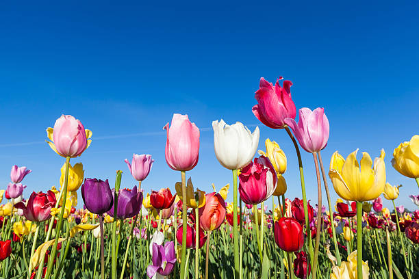 istock colorful tulip farm and blue sky 512602395