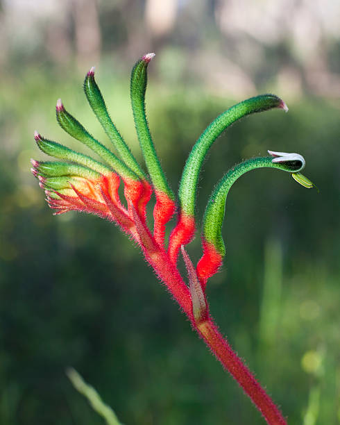Close up of a red and green Kangaroo Paw flower stock photo