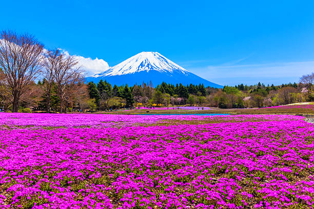 istock Red moss phlox flowers and Mount Fuji 512605107
