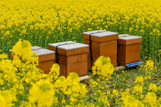 istock Beehives in a canola field 512605693