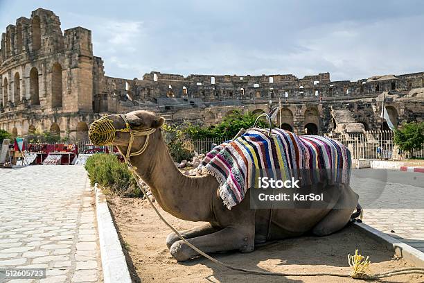 Eljam Colosseum Tunisia Stock Photo - Download Image Now - Amphitheater, Animal, Archaeology