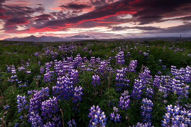 istock Lupine field in South Iceland 512606035