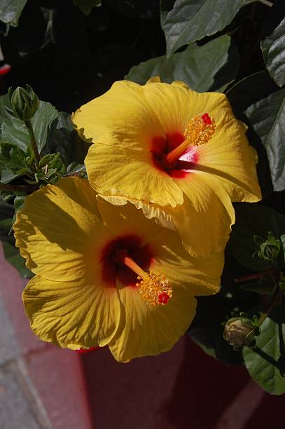 istock Blooms of Yellow 512606083