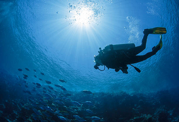 Diver swims in a Red Sea Diver swims in the Red Sea in Egypt. underwater diving stock pictures, royalty-free photos & images